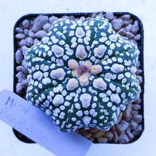 Astrophytum Asterias