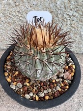 1pc 8cm Copiapoa cinerea Self