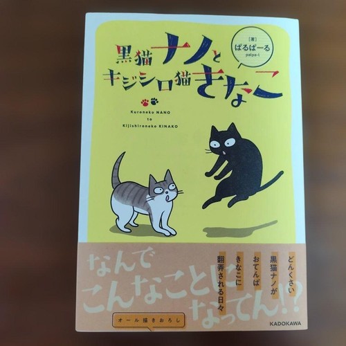 Gatto nero nano kijishiro - gatto, e