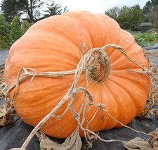 10 Semi zucca gigante Atlantic