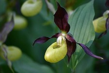 Cypripedium calceolus, scarpa