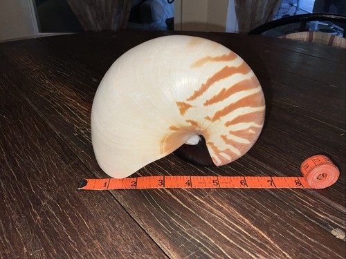 Conchiglia vera tigre camerata