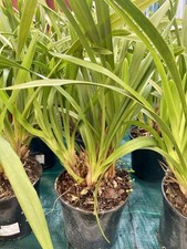 Orchidea rara cymbidium - rara, da