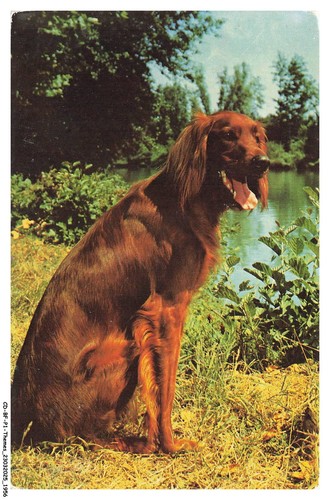 Bfp1 0979 cane setter - -,
