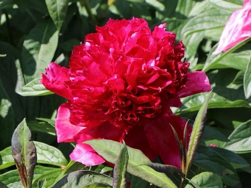 Peonia red charm - -, paeonia