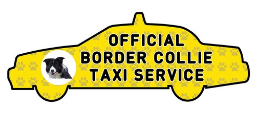 Funny border collie taxi - collie,