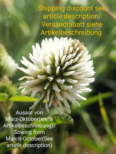 Berg klee trifolium - trifolium, montanum