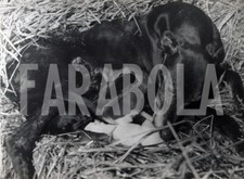 Foto vintage Animali, allattamento dei piccoli levrieri, stampa 21 x 15 cm