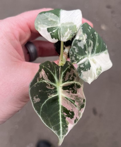 Alocasia black velvet - alocasia,