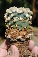 ARIOCARPUS  ASTROPHYTUM