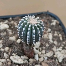 Geohintonia mexicana LH 441 (Nuevo Leon) Galeana MEX POT 6 CM On its own root!!!