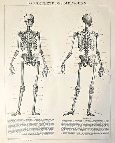 1898 antica stampa anatomica - stampa,