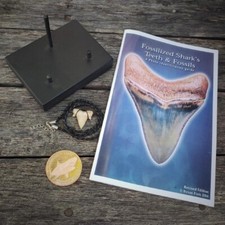 Kit megalodonte denti - kit, di