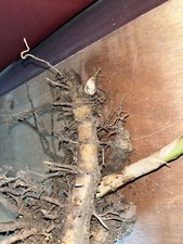 Rizomi bambù phyllostachys - bambù,