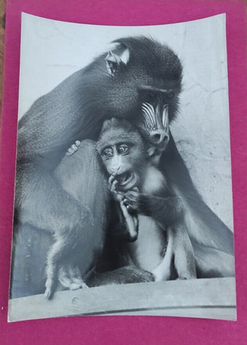 Photo singes avec bébé - singes,