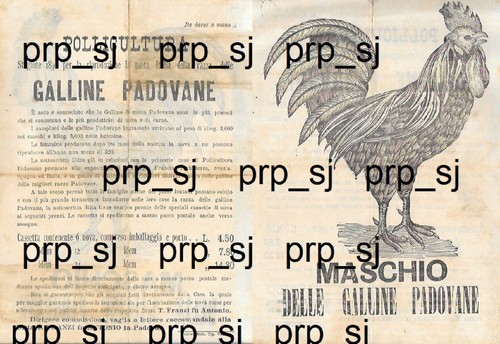 Maschio galline padovane 1892 - galline,