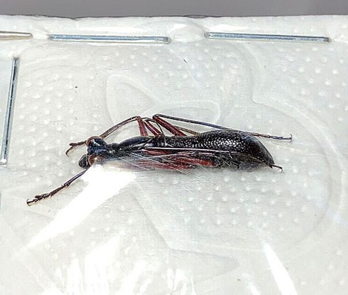 Cicindela ropaloteres - cicindela,