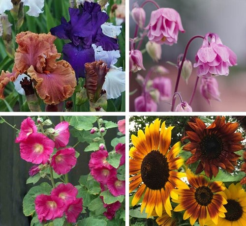 Semi mix iris ibridi - di:,