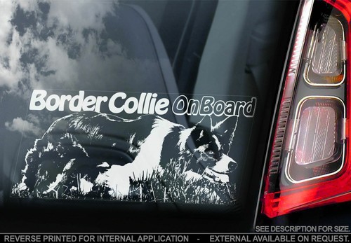 Adesivo auto border - border, collie