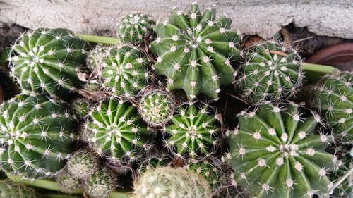 Polloni echinopsis cactus - echinopsis,