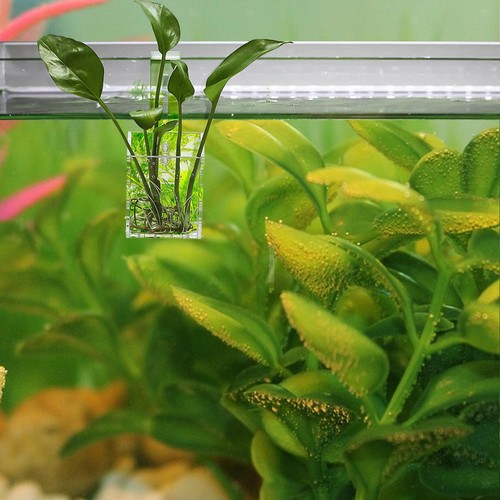 Tazza per piante acquario - tazza,