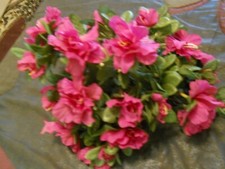 Cespugli di fiori di azalea