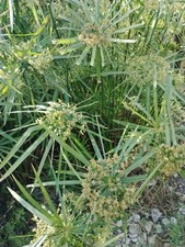 CYPERUS ALTERNIFOLIUS - Falso