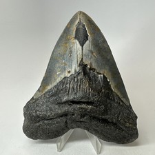 Dente squalo megalodonte - di,