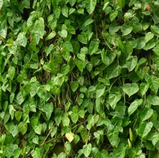 Philodendron scandens -  -