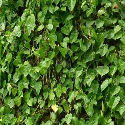 Philodendron scandens - -,