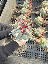 Thelocactus hexaedrophorus