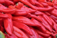 Semi di peperone rosso a