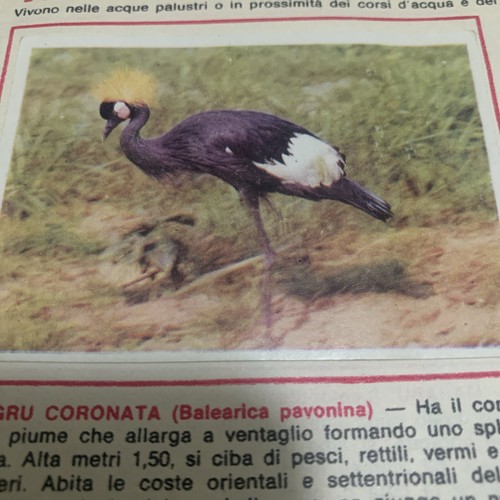 Figurina 235 animali ed - n.,