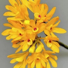 Dendrobium trichostomum Orchid