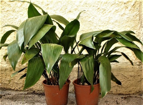 Aspidistra piante di - , piombo