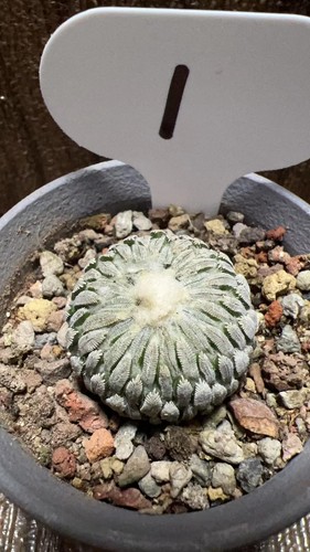 1 pcs turbinicarpus - 1,