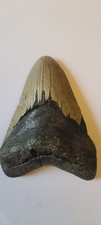 dente megalodonte 15,8 cm peso