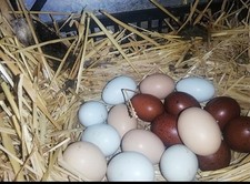 10 Uova Feconde Fertili Miste