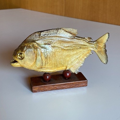 Piranha imbalsamato