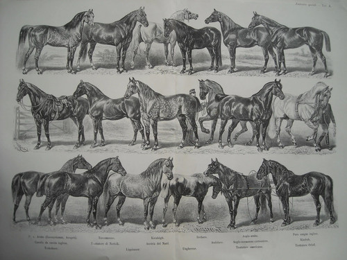 AGRARIA_ZOOTECNIA_ZOOLOGIA_VET