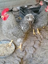 (scrivimi Prima) Amrock uova