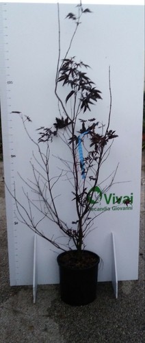 Pianta acer palmatum acero - di, "acero