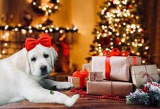 Labrador femmina di Colore gialla pronta per andare In famiglia. Con Pedigree