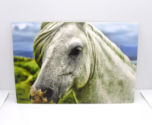 Cartolina cavallo primo - , piano