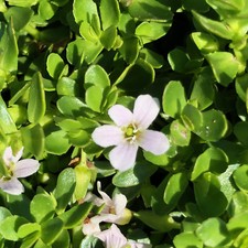 Brami bacopa monnieri - brami,