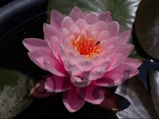 Nymphaea Peter Slocum - Ninfea, Pianta acquatica da laghetto/mastello/tinozza.