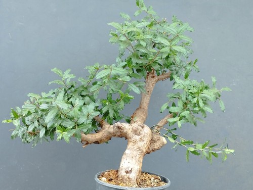 Pre bonsai melograno - pre-bonsai, di
