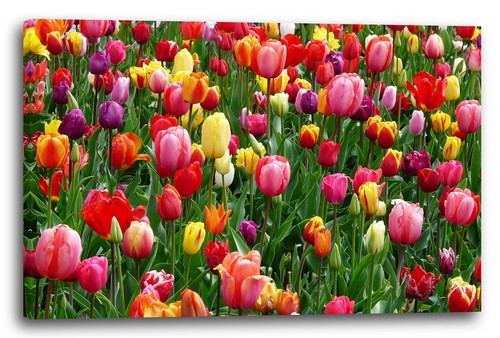 Tela cornice tulipani colorati - tela/cornice,
