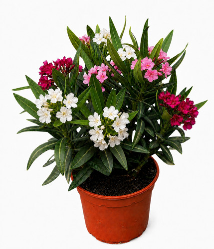 Nerium oleander tricolor - nerium,