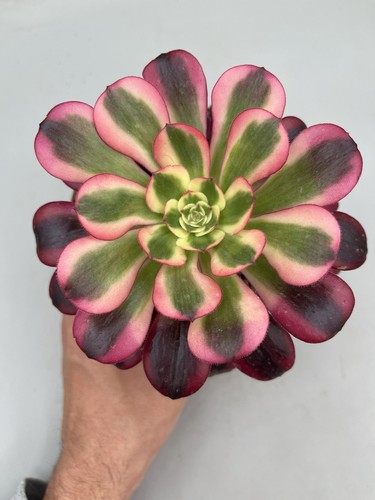 Aeonium medusa raro corea - "medusa",